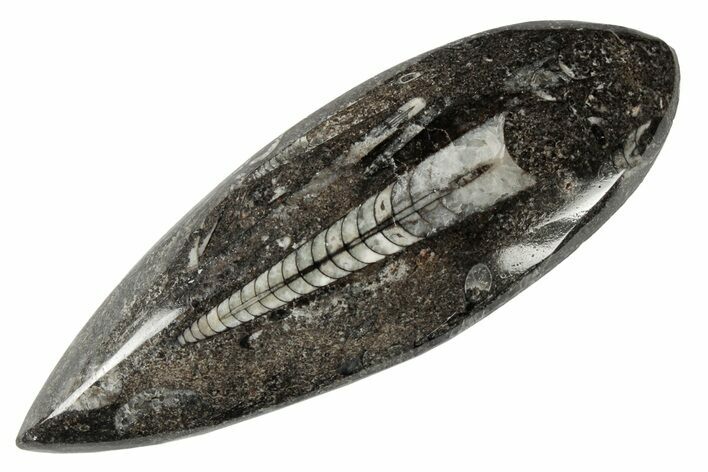 Polished Fossil Orthoceras (Cephalopod) - Morocco #182046